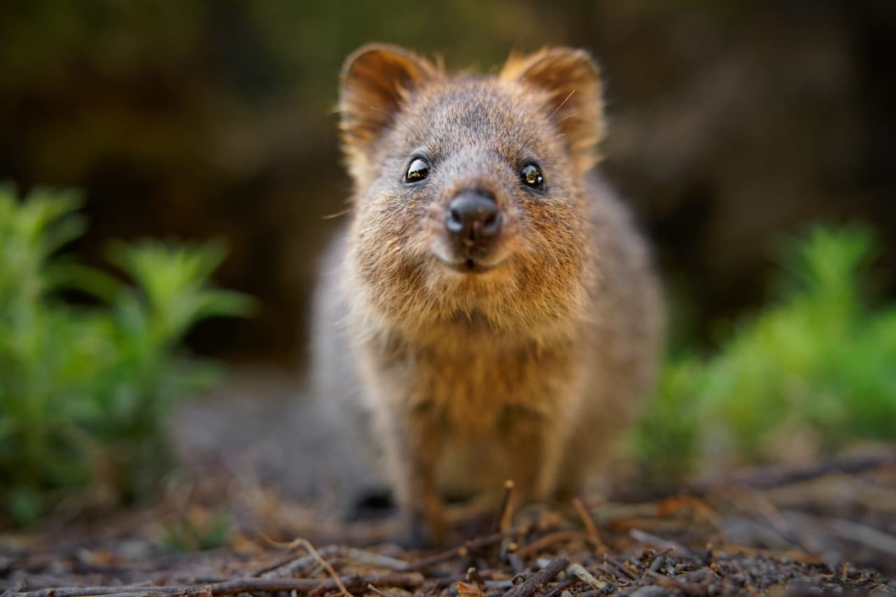 Currumbin Wildlife Sanctuary Gold Coast Ticket - image 4